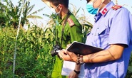 Trồng hàng trăm cây cần sa để… nuôi gia súc