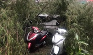 Xe máy, ôtô bị cây đè trong cơn mưa dông trái mùa ở TP HCM