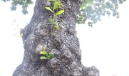 Ngắm vẻ đẹp vượt thời gian của hàng cây di sản ở Côn Đảo