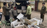 Cá tầm Trung Quốc nhập lậu tràn lan, Tổng cục Quản lý thị trường chỉ đạo khẩn