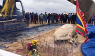 Dùng máy xúc chôn cất, an táng cá voi hơn 2 tấn ở Quảng Bình