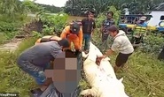 Hãi hùng bé trai 8 tuổi bị cá sấu nuốt chửng ở Indonesia
