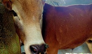 Hơn 100 trâu, bò mắc bệnh lạ ở Quảng Bình, 2 con đã chết