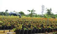 Phập phồng vụ hoa Tết