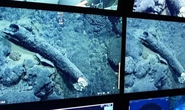 Sinh vật lai giữa 2 quái thú trốn dưới đáy biển suốt 200.000 năm