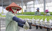 Nông nghiệp - nông dân thông minh: Đông Nam Á học từ Israel