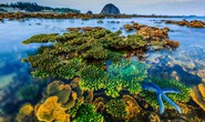 Đề nghị gia hạn thời gian thực hiện dự án bảo tồn san hô Hòn Yến