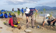 Phú Yên sẽ thu hồi đất lấn chiếm để trồng rừng ven biển
