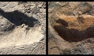 Phát hiện loài mới 3,7 triệu tuổi: người mang bước chân gấu