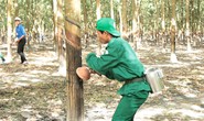 Công nhân cao su phấn đấu thực hiện 500 sáng kiến