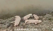 Trung Quốc: Xác heo dạt hàng loạt vào bờ sông Hoàng Hà