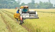 Doanh nghiệp - nông dân: Bắt tay cùng làm giàu