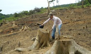 Yêu cầu làm rõ trách nhiệm vụ hàng chục cây rừng bị lâm tặc đốn hạ ở Quảng Trị