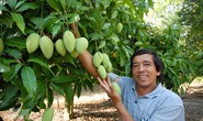 Đến năm 2030, cả nước có 140.000 ha trồng xoài