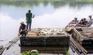 Cá chết hàng loạt trên sông Mã, 2 công ty thừa nhận xả thải
