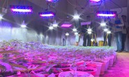 Phát hiện đường dây trồng cần sa quy mô lớn ở 5 địa điểm