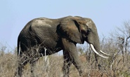 Trốn kiểm lâm gặp phải voi, kẻ săn trộm bị giẫm đạp tới chết