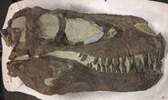 Phát hiện mộ tập thể của khủng long - sói khủng khiếp nhất mọi thời đại