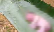 Tìm tung tích thi thể bé trai sơ sinh trôi trên sông Ngàn Sâu