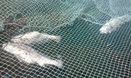 Gần 30 tấn cá chết bất thường dọc bờ biển Thanh Hóa