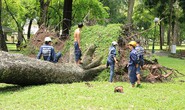 Khám bệnh cho cây trước mùa mưa