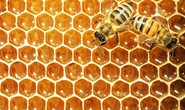 Mật ong bị Mỹ điều tra chống bán phá giá
