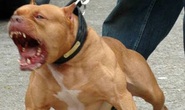 Chó Pitbull 60kg tấn công chủ bị thương, cắn người lạ tử vong