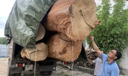 Chuyện lạ gỗ lậu cổ thụ: Kiểm lâm báo cáo 1 nơi, kết quả điều tra 1 nẻo