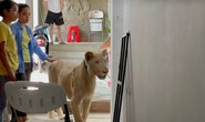 Cái kết của người Trung Quốc khoe thú cưng sư tử trên TikTok