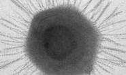 Kinh hãi đàn virus khổng lồ ẩn mình nơi tận cùng của Trái Đất