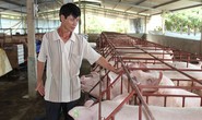 Người nuôi heo, gà khóc ròng