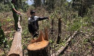 Khởi tố nhóm Dũng con tàn phá rừng