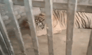CLIP: Cận cảnh 17 con hổ lớn nuôi nhốt trái phép trong nhà dân