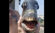 Con cá có hàm răng kỳ lạ gây sốt ở Mỹ