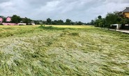 Quảng Nam - Đà Nẵng đang mưa to, ruộng lúa ngã đổ
