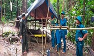 Đà Nẵng: Làm rõ nhóm người vào rừng lập lán trại, khai thác vàng trái phép