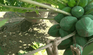 CLIP: Đu đủ bonsai tiền triệu hút khách trên thị trường Tết 2022