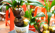 VIDEO: Tạo hình hổ từ bonsai dừa tiền triệu vẫn hút khách chơi Tết
