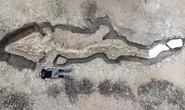 Rồng biển dài tới 10 mét, 180 triệu tuổi xuất hiện ngoạn mục ở Anh