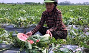 Gỡ thế bí cho nông sản Việt Nam