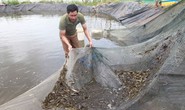 Nỗ lực giữ gìn đặc sản cá bống sông Trà