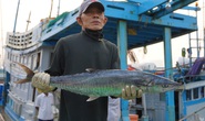 Sướng mắt với lộc biển cuối năm ở Bà Rịa- Vũng Tàu