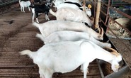 Phát triển nông nghiệp đô thị với giống dê lai năng suất sữa cao