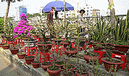 Chợ hoa Bến Bình Đông thưa khách, thương hồ lo “mất Tết”