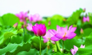 Dáng Nhâm Dần