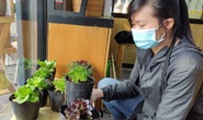 Thị dân ăn sạch, sống xanh đón Tết