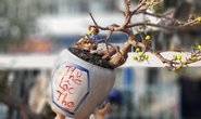 Hoa kiểng mini, kiểng khủng cháy hàng dịp Tết