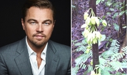 Tên của Leonardo DiCaprio được đặt cho một loài cây ở châu Phi