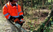 Trồng rừng gỗ lớn thu nhập cao