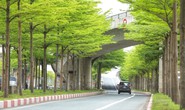 Bộ Công an yêu cầu định giá cây xanh các loại trên địa bàn Hà Nội giai đoạn 2016-2018